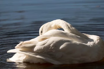Printed kitchen splashbacks Swan a whooper swan cleaning itself