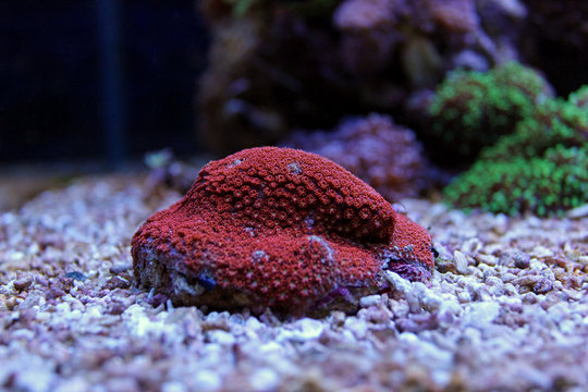 Red small polyp Goniopora coral