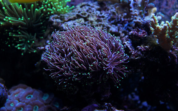 Small Green tip Purple Euphyllia Torch Coral