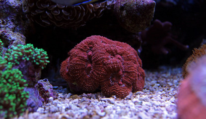 Naklejka premium Lobophyllia LPS coral