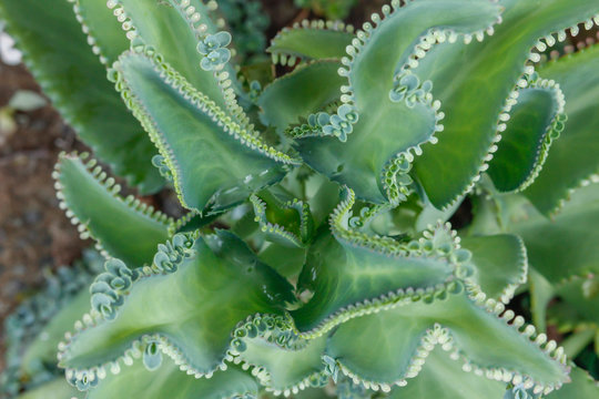 Bryophyllum pinnatum