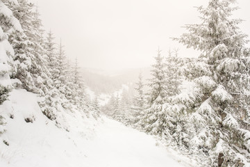 Beautiful winter landscape with snow covered trees