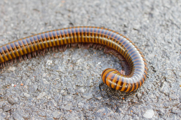 Millipede Close up