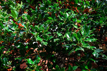 Red holly berries on the tree outside in the garden
