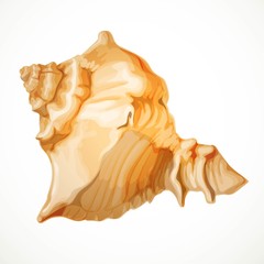 Realistic vector beige gabled seashell isolated on white backgro