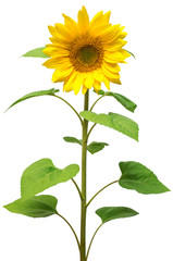 Flower of sunflower isolated on white background.