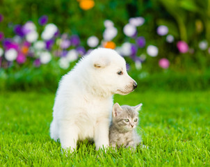 Little puppy and kitten sitting on green grass