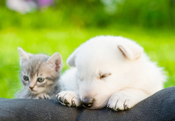 White Swiss Shepherd`s puppy and small kitten sleeping together