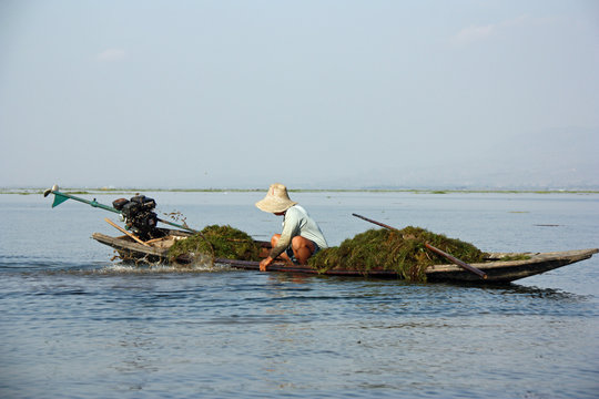 Pêcheur d'algues sur le lac Inle, Birmanie