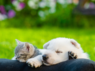 White Swiss Shepherd`s puppy and small kitten sleeping together