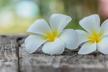 Fototapeta na wymiar frangipani or Plumeria flower on wood