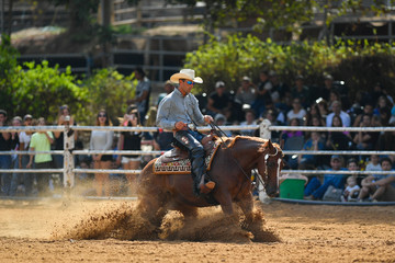 Obraz premium The side view of a rider in cowboy chaps, boots and hat on a horseback running ahead and stopping the horse in the dust.