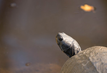 Fototapeta na wymiar a pair of turtles sunbathing on the edge of a pond in South Carolina