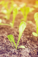 Hydroponics lettuce sprout.