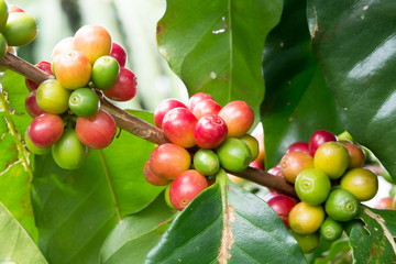 Coffee beans on tree

