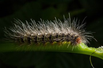 Hairy caterpillars eating leaves