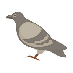 pigeon cartoon bird. Vector isolated