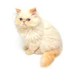 Fototapeta premium Beautiful yellow kitten isolated on white background.