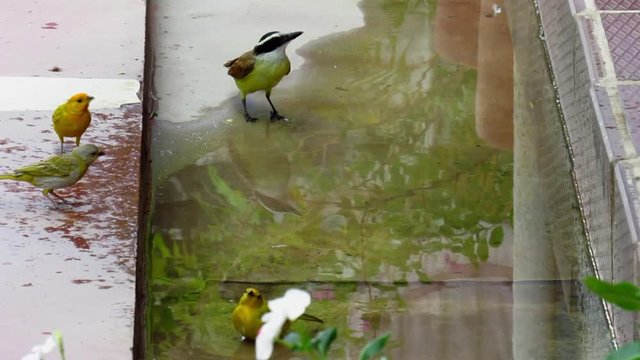 Aves y agua