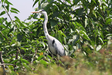 Grey Heron