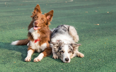 Two purebred dogs (border collies). They are mother and daughter.