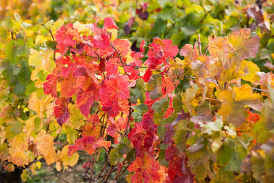 Grape leaves in fall close up