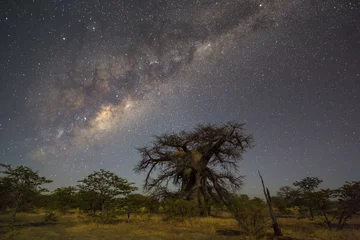 Poster Large baobab tree under the milkyway © hannesthirion