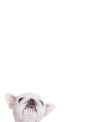 Dog over blank posterboard, you add the message. Isolated on the white.