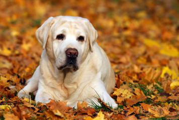 cute yellow labrador retriever in the park in autumn