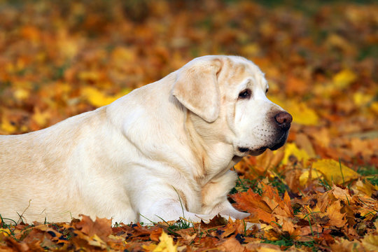 a cute yellow labrador in the park in autumn