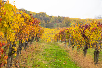 Colorful Rows of Vineyard in Wine Growing in autumn /Italy/ Europe