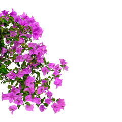 Pink bougainvilleas on white background isolated.