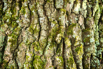 Oak bark texture