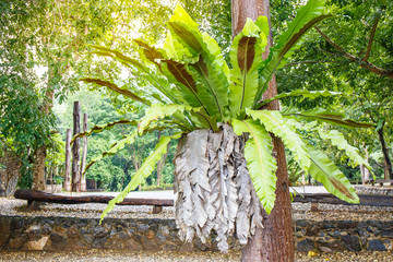 Asplenium nidus on tree in garden