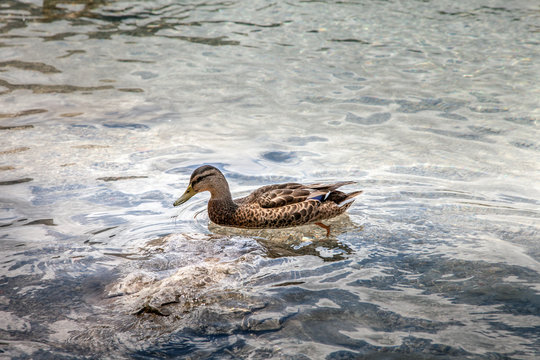 Female wild duck on Eibsee lake, Germany - Powered by Adobe