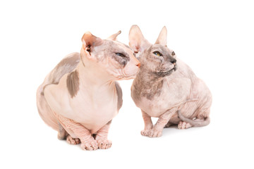 Two sitting purebred sphinx cats