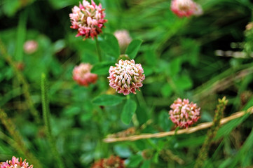 Pink clover flowers on the blurred background
