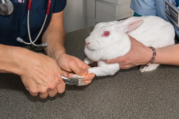 Le vétérinaire coupe les griffes du lapin.
