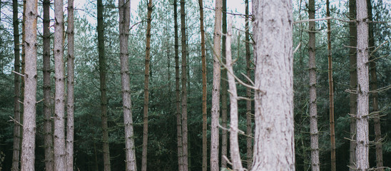 Forest bleeding into dark