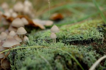 Many small inedible fungus near stump in the woods.