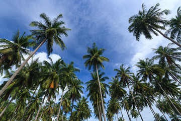 Fototapeta na wymiar Coconut trees against blue sky background, Koh Yao Noi , Phang Nga, THAILAND.