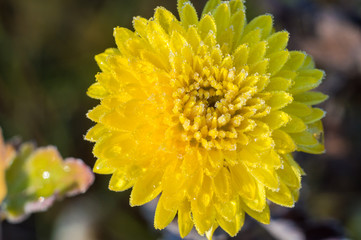 Yellow flower the first frost
