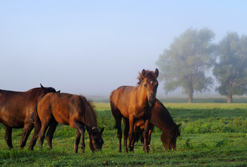Grazed horses and foals on a meadow early in the morning at sunrise