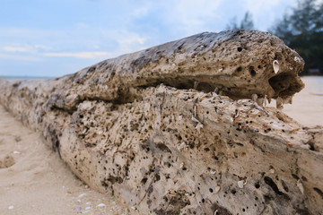Old and rusty wooden piece at beach