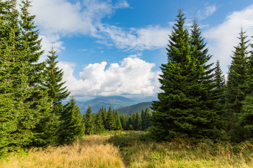 Fototapeta na wymiar Pines on mountain meadow