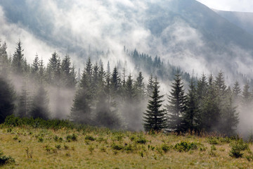 Fototapeta premium foggy meadow in mountains