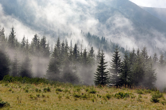 Fototapeta foggy meadow in mountains
