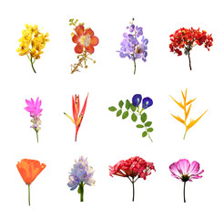 set of many colouul flowers isolated collection on white