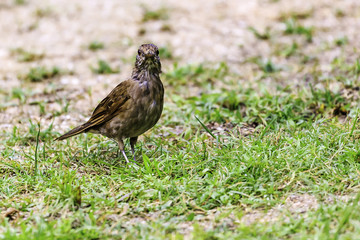 Birds in Surinam