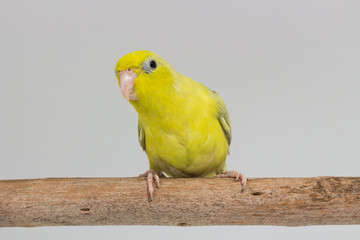Pastel Green Forpus Bird
